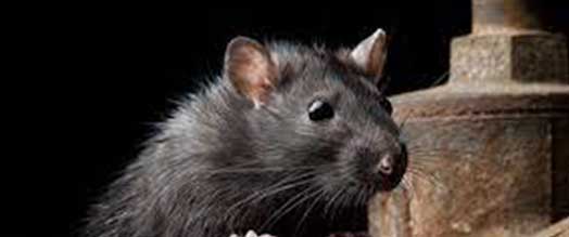 Souris