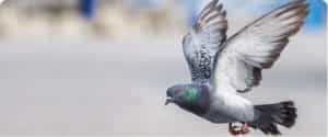 Pigeon
