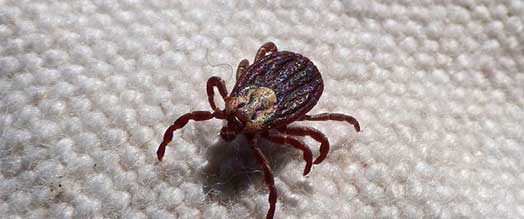 Mite