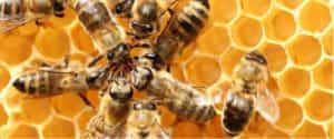 Nid d'abeilles