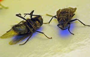 invasion-mouches-répulsifs-3D PROTECT