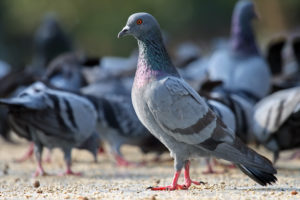 Pigeons dans un parc