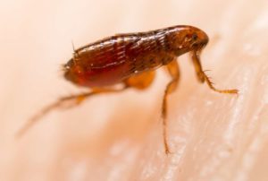 comment-se-débarrasser-des-puces