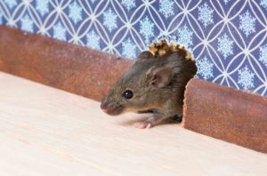 Rat sortant d'un trou