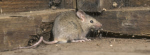 invasion-de-souris-nuisibles-rongeurs