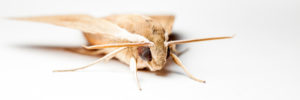 se-débarrasser-des-mites-éliminer