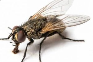 se-débarrasser-mouches-moucherons-insectes