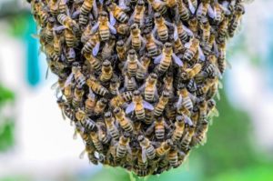 invasion-abeilles-astuce-débarrasser-éliminer