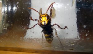 invasion-frelons-astuces-insectes-chasser
