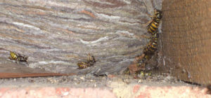 Guepes dans un coin