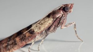 invasion-mites-répulsifs-chasser-insectes