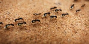 invasion-fourmis-astuces-insectes