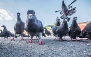 Photo d'un groupe de pigeons