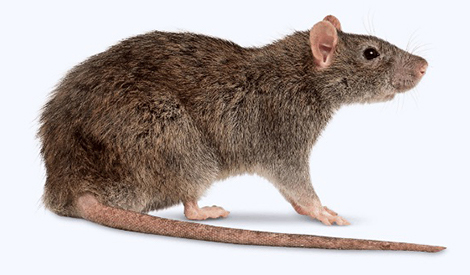 Entreprise contre les rats