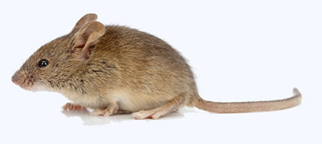 Entreprise contre les souris