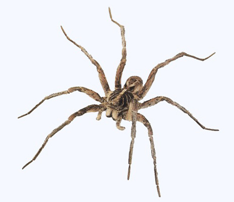 Entreprise contre les araignées