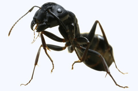 Entreprise contre les fourmis