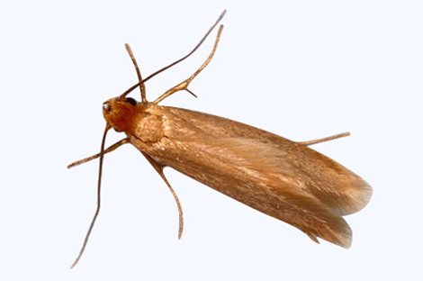 Mites