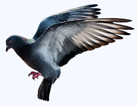 Pigeons