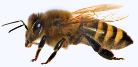 Société contre les abeilles